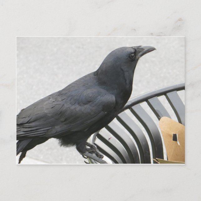 Postal Crow (Anverso)