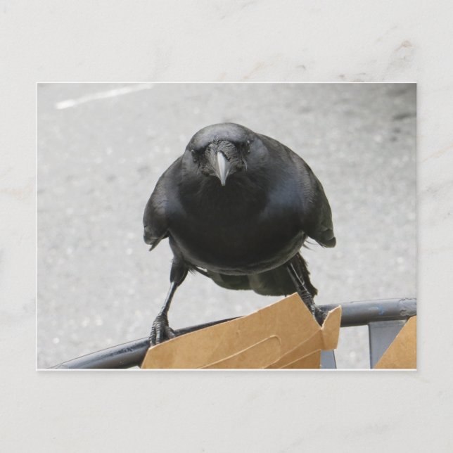 Postal Crow (Anverso)