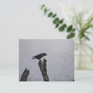 Postal Crow