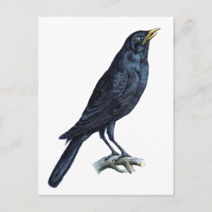 Postal Crow