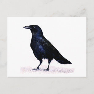 Postal Crow