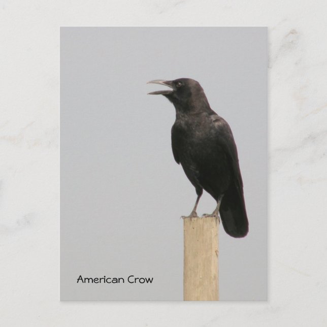 Postal Crow americano (Anverso)