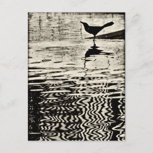Postal Crow con reflexión sobre el agua - Postcard