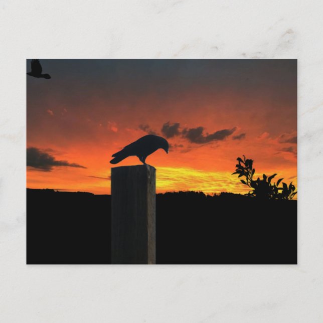 Postal Crow en el atardecer (Anverso)