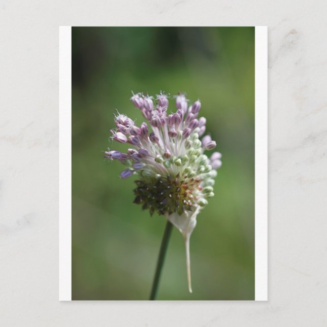 Postal Crow Garlic - Allium vineale (Anverso)
