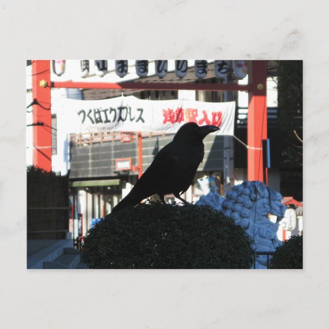 Postal Crow japonés (Anverso)