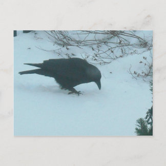 Postal Crow negro en invierno