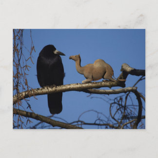 Postal Crow sorprendido