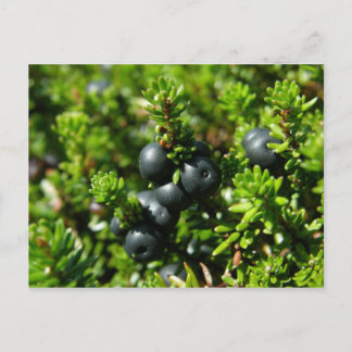 Postal Crowberries en la isla Unalaska