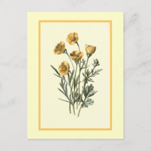 Postal "Crowfoot bulboso" Ilustración botánica