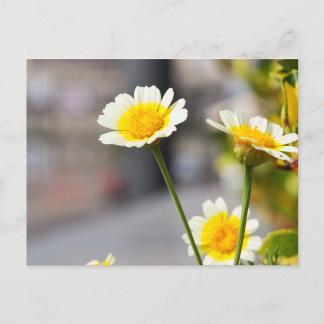 Postal Crown Daisy (Anverso)
