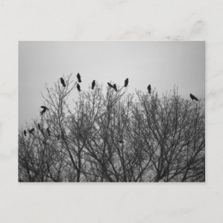 Postal Crows on Tree Top