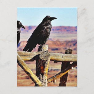 Postal Crows Ravens Birds Black