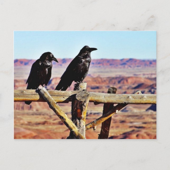 Postal Crows Ravens Birds Black (Anverso)