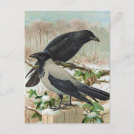 Postal Crows Vintage Bird Ilustracion