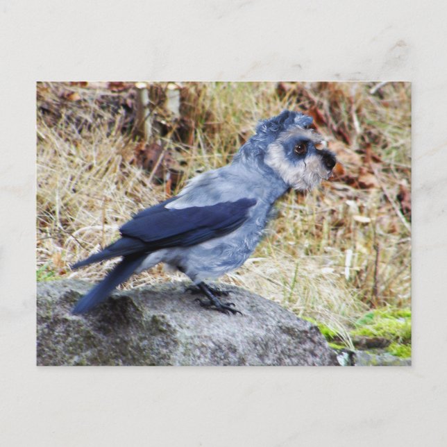 Postal Crowschnauzer (Anverso)