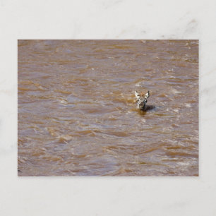 Postal Cruce de cebra