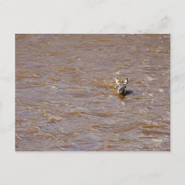 Postal Cruce de cebra (Anverso)