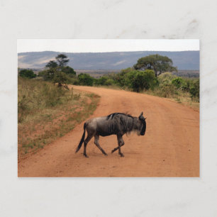 Postal cruce de wildebeest