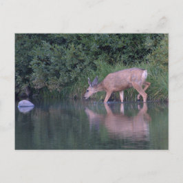Postal Cruce matutino de Doe Mule Deer