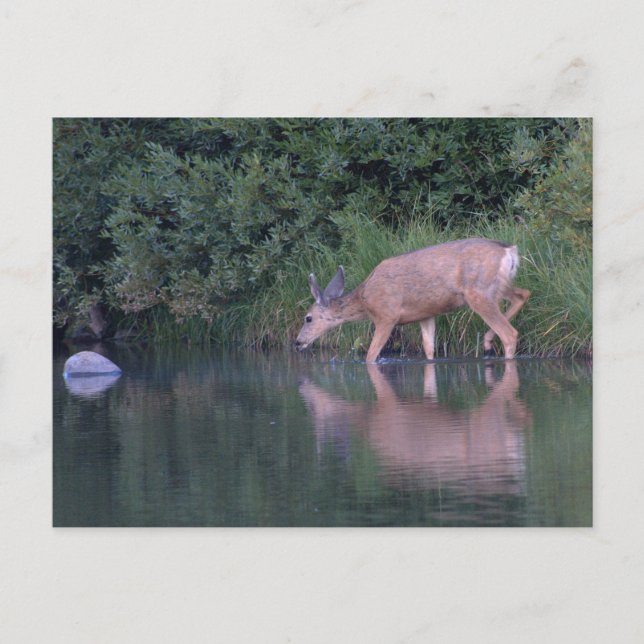 Postal Cruce matutino de Doe Mule Deer (Anverso)