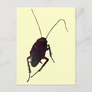 Postal Crunchy Cockroach