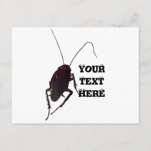 Postal Crunchy Cockroach