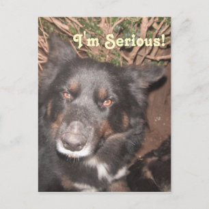 Postal Cruz de color Husky Postcard