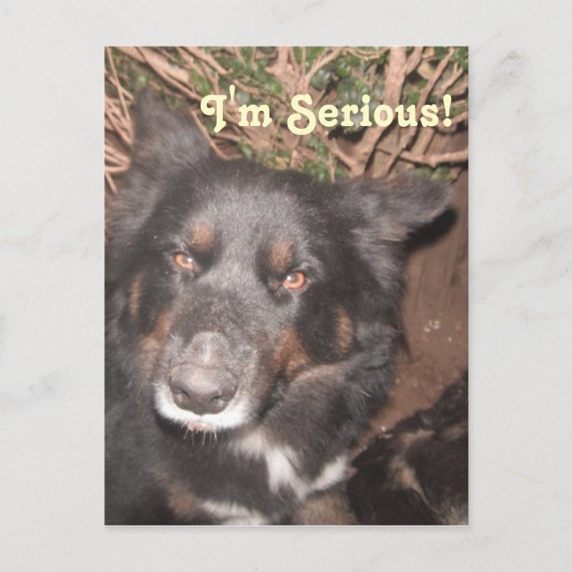 Postal Cruz de color Husky Postcard (Anverso)