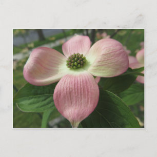 Postal Cruz de Dogwood