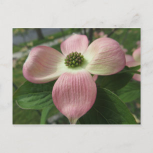 Postal Cruz de Dogwood
