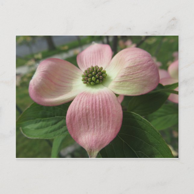 Postal Cruz de Dogwood (Anverso)