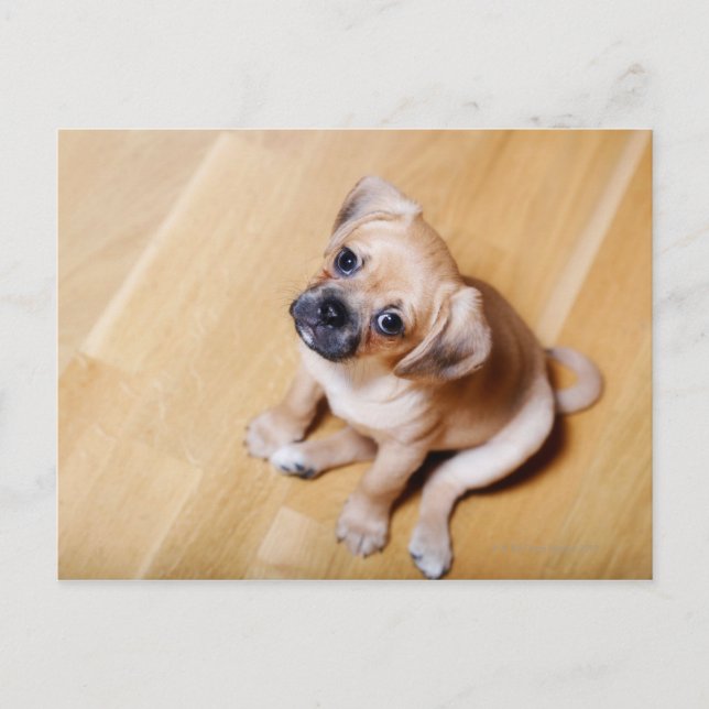 Postal Cruz Pug Cavalier King Charles Spaniel (Anverso)