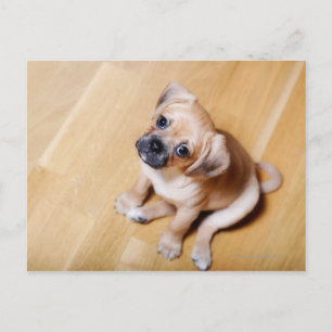 Postal Cruz Pug Cavalier King Charles Spaniel