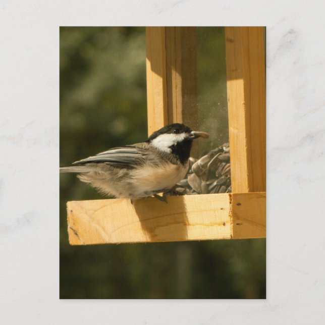 Postal CSNA Chickadee Snacktime (Anverso)