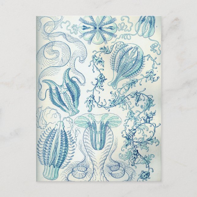 Postal Ctenophorae (Anverso)