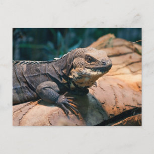 Postal Ctenosaura melanosterna