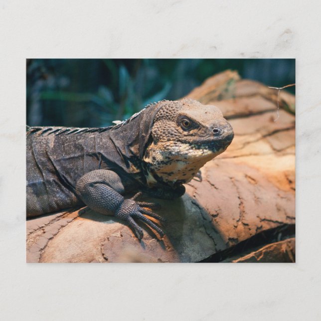 Postal Ctenosaura melanosterna (Anverso)