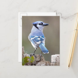 Postal Cuadrillo de Jay azul en Treestump