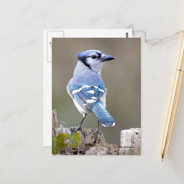 Postal Cuadrillo de Jay azul en Treestump