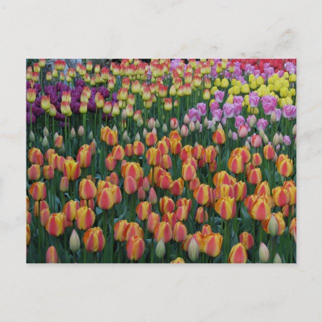 Postal Cuadro de pintura (Anverso)