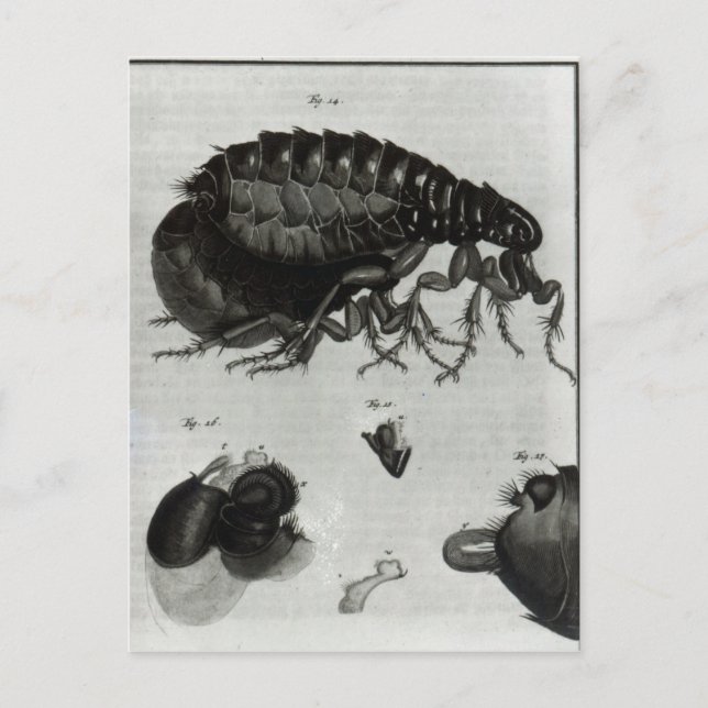 Postal Cuadro IV Moscas y flores (Anverso)