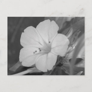 Postal Cuadros Amarillos O'Clock