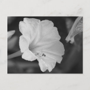 Postal Cuadros Amarillos O'Clock