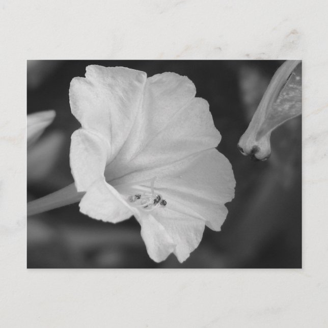 Postal Cuadros Amarillos O'Clock (Anverso)