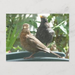 Postal Cuadros Blackbirds Pair DIY