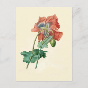 Postal Cuadros de Pierre-Joseph Redouté