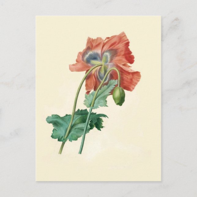 Postal Cuadros de Pierre-Joseph Redouté (Anverso)