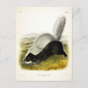 Postal Cuadrupedos de Audubon con la nariz de cerdo (zorr