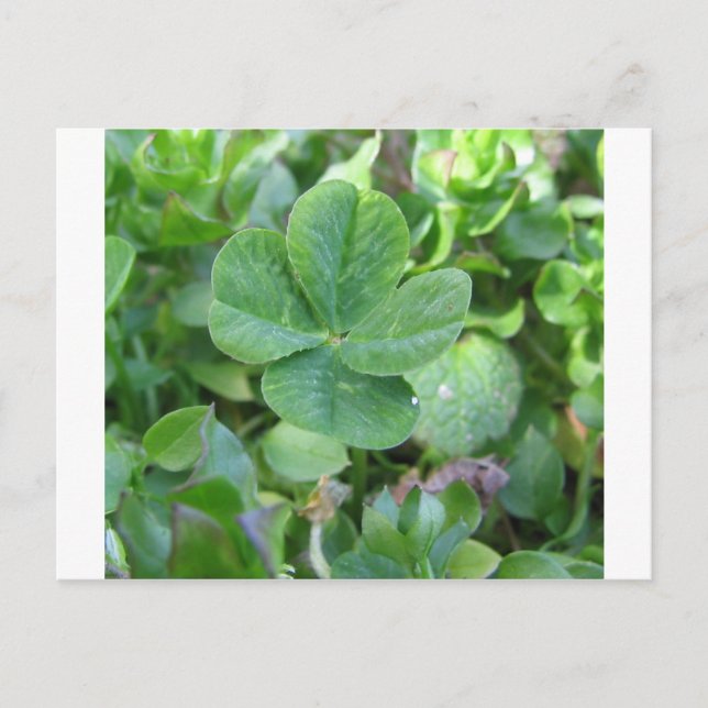 Postal Cuádruple Lazo (Anverso)